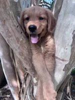 Ralphie, a male Golden Retriever for sale in Mount Airy, NC – 2 of 8