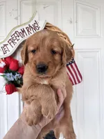 Shadow, a male Golden Retriever for sale in Mount Airy, NC – 6 of 10