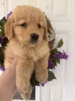 Ginger, a female Golden Retriever for sale in Mount Airy, NC – 6 of 8