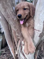 Ralphie, a male Golden Retriever for sale in Mount Airy, NC – 5 of 8