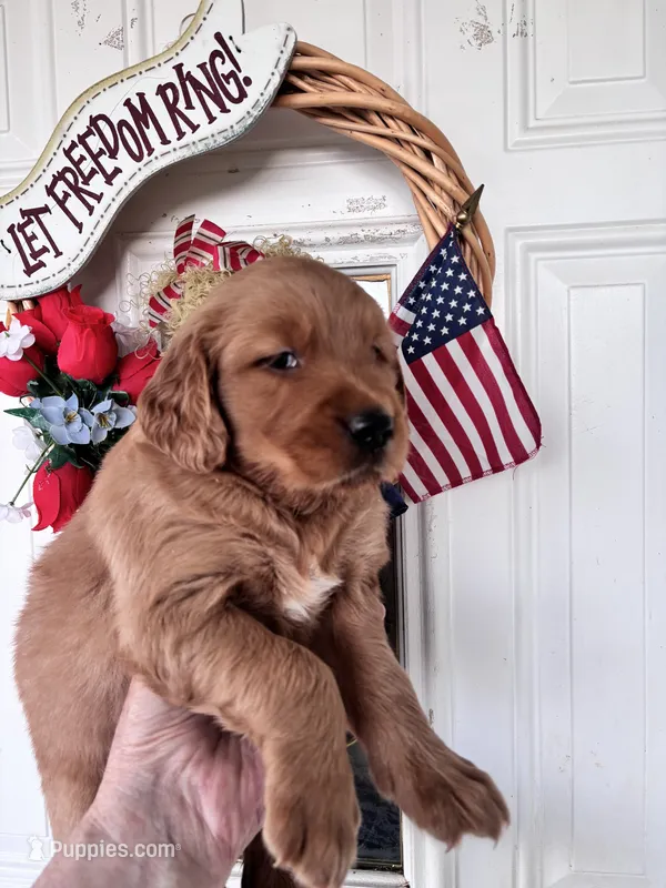 Daphine – Golden Retriever puppy for sale in Mount Airy, NC
