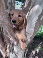 Sally, a female Golden Retriever for sale in Mount Airy, NC – 7 of 10