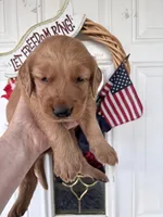Zoe, a female Golden Retriever for sale in Mount Airy, NC – 5 of 9
