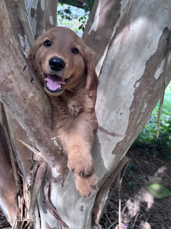 Sally – Golden Retriever puppy for sale in Mount Airy, NC