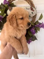 Rusty, a male Golden Retriever for sale in Mount Airy, NC – 6 of 8