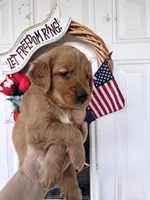 Shadow, a male Golden Retriever for sale in Mount Airy, NC – 3 of 10