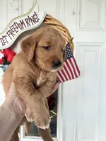 Callie, a female Golden Retriever for sale in Mount Airy, NC – 6 of 10