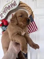 Daphine, a female Golden Retriever for sale in Mount Airy, NC – 7 of 10