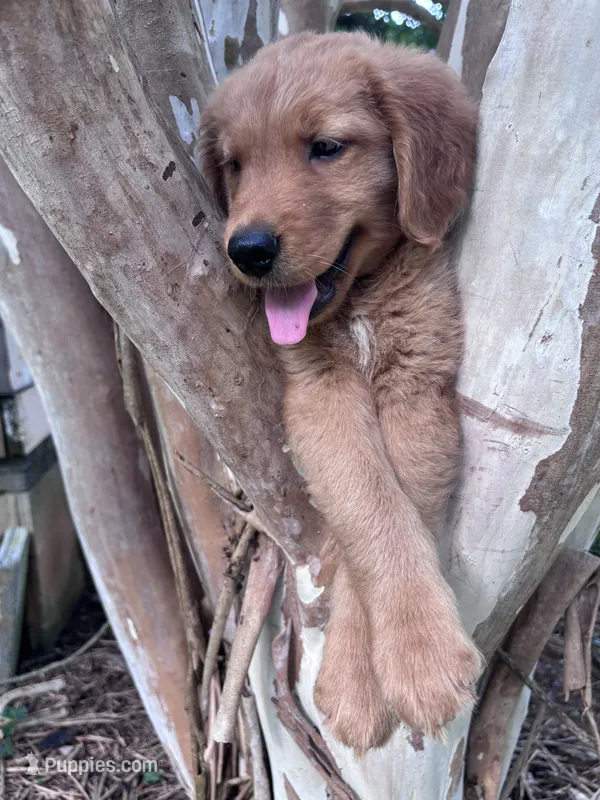 Ralphie – Golden Retriever puppy for sale in Mount Airy, NC