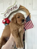 Callie, a female Golden Retriever for sale in Mount Airy, NC – 4 of 10