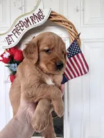 Shadow, a male Golden Retriever for sale in Mount Airy, NC – 1 of 10