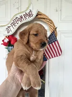 Callie, a female Golden Retriever for sale in Mount Airy, NC – 5 of 10
