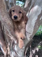 Sally, a female Golden Retriever for sale in Mount Airy, NC – 5 of 10