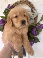 Copper, a male Golden Retriever for sale in Mount Airy, NC – 2 of 10