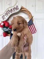 Harper, a female Golden Retriever for sale in Mount Airy, NC – 7 of 10