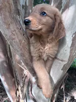 Bobby, a male Golden Retriever for sale in Mount Airy, NC – 7 of 9