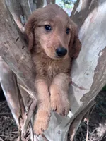 Clarence, a male Golden Retriever for sale in Mount Airy, NC – 7 of 10