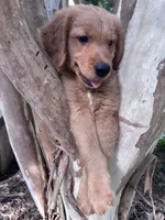 Ralphie, a male Golden Retriever for sale in Mount Airy, NC – 3 of 8