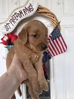Rusty, a male Golden Retriever for sale in Mount Airy, NC – 2 of 10