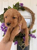 Carmella, a female Golden Retriever for sale in Mount Airy, NC – Photo 8 of 10
