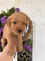 Carmella, a female Golden Retriever for sale in Mount Airy, NC – Photo 4 of 10