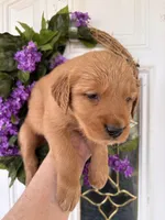 Carmella, a female Golden Retriever for sale in Mount Airy, NC – Photo 2 of 10