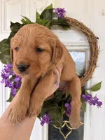 Carmella, a female Golden Retriever for sale in Mount Airy, NC – Photo 7 of 10