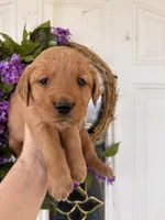 Carmella, a female Golden Retriever for sale in Mount Airy, NC – Photo 5 of 10