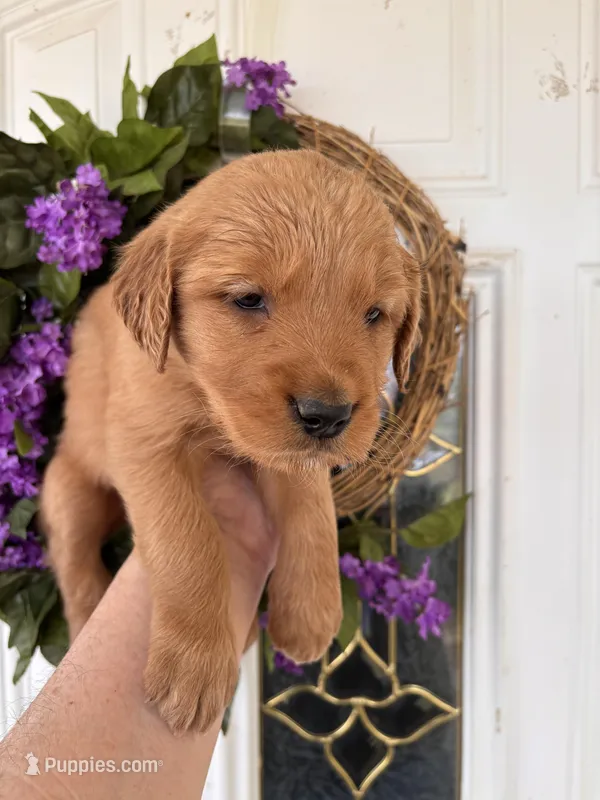 Carmella – Golden Retriever puppy for sale in Mount Airy, NC