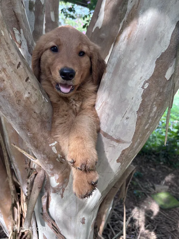 Clarence – Golden Retriever puppy for sale in Mount Airy, NC