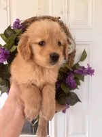 Buddy, a male Golden Retriever for sale in Mount Airy, NC – 4 of 10