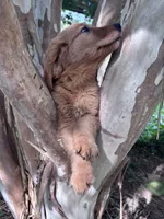 Sally, a female Golden Retriever for sale in Mount Airy, NC – 6 of 10
