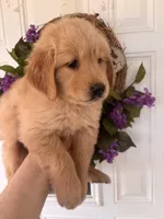Charlie, a male Golden Retriever for sale in Mount Airy, NC – 3 of 10