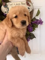 Copper, a male Golden Retriever for sale in Mount Airy, NC – 7 of 10