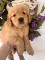 Copper, a male Golden Retriever for sale in Mount Airy, NC – 3 of 10