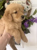 Copper, a male Golden Retriever for sale in Mount Airy, NC – 5 of 10