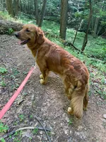 Ralphie, a male Golden Retriever for sale in Mount Airy, NC – 7 of 8