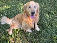 Ginger, a female Golden Retriever for sale in Mount Airy, NC – 8 of 8