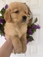 Ginger, a female Golden Retriever for sale in Mount Airy, NC – 3 of 8