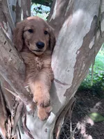 Clarence, a male Golden Retriever for sale in Mount Airy, NC – 3 of 10