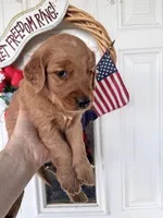 Rusty, a male Golden Retriever for sale in Mount Airy, NC – 6 of 10
