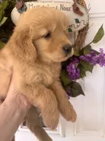 Copper, a male Golden Retriever for sale in Mount Airy, NC – 6 of 10