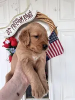 Oakley, a female Golden Retriever for sale in Mount Airy, NC – 6 of 10