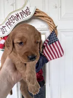 Rusty, a male Golden Retriever for sale in Mount Airy, NC – 7 of 10