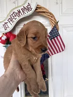 Rusty, a male Golden Retriever for sale in Mount Airy, NC – 4 of 10