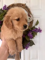 Buddy, a male Golden Retriever for sale in Mount Airy, NC – 7 of 10