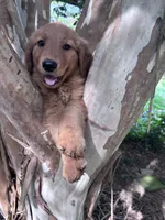 Sally, a female Golden Retriever for sale in Mount Airy, NC – 4 of 10