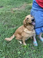 Sally, a female Golden Retriever for sale in Mount Airy, NC – Photo 9 of 9