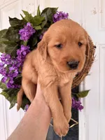 Sally, a female Golden Retriever for sale in Mount Airy, NC – Photo 2 of 9