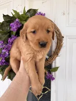 Sally, a female Golden Retriever for sale in Mount Airy, NC – Photo 5 of 9